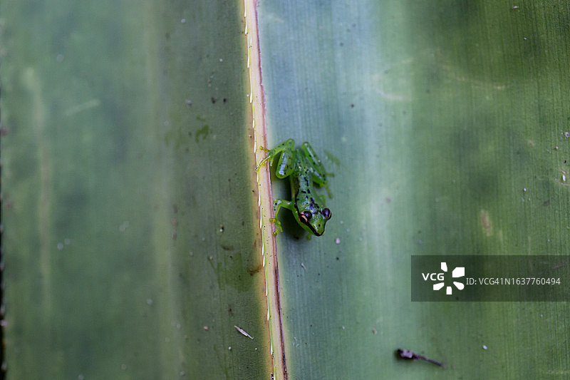 拉氏布氏蛙图片素材
