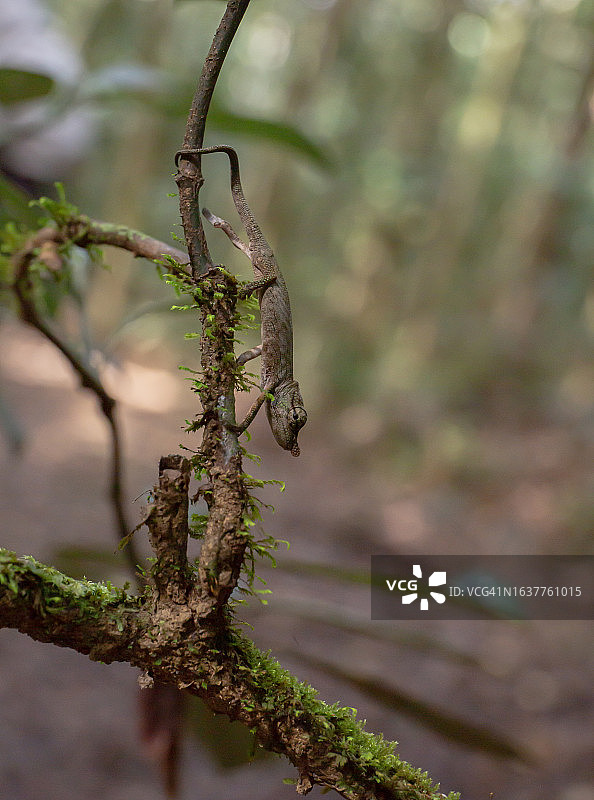 拉波德变色龙图片素材