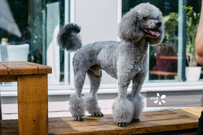 等待零食和主人关注的灰色贵宾犬图片素材