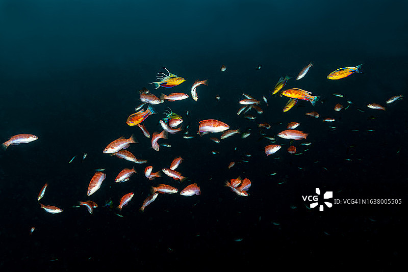 特里同湾的努尔萨利姆闪光濑鱼芭蕾图片素材