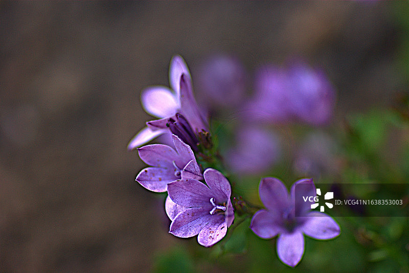 钟花属植物图片素材