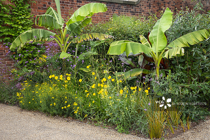 大型多叶植物和鲜花的夏末边界图片素材