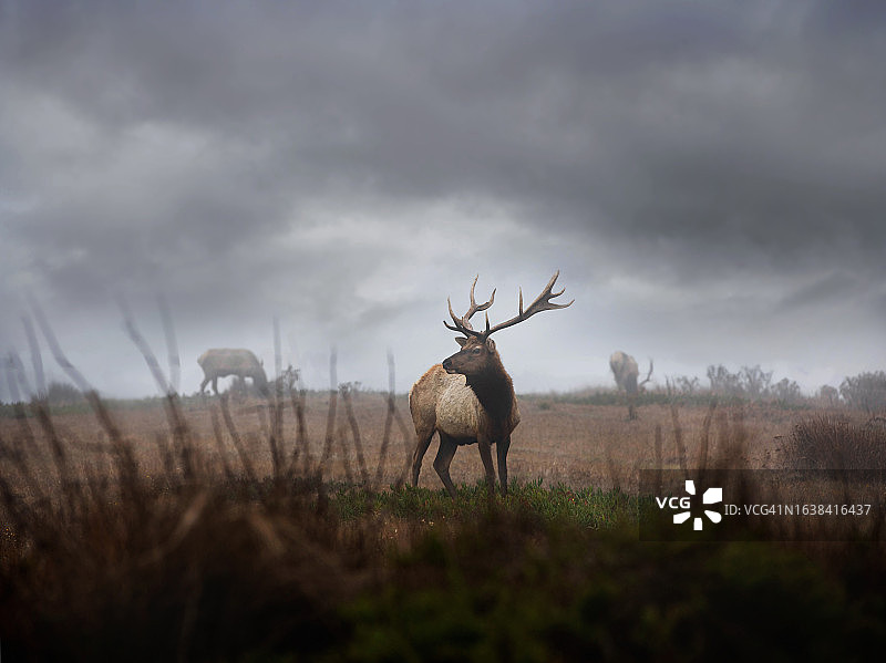 加利福尼亚州Point Reyes国家公园的图莱麋鹿图片素材