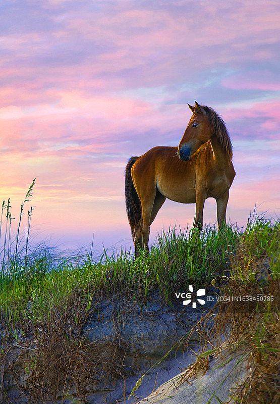 北卡罗来纳州日出时的野马图片素材