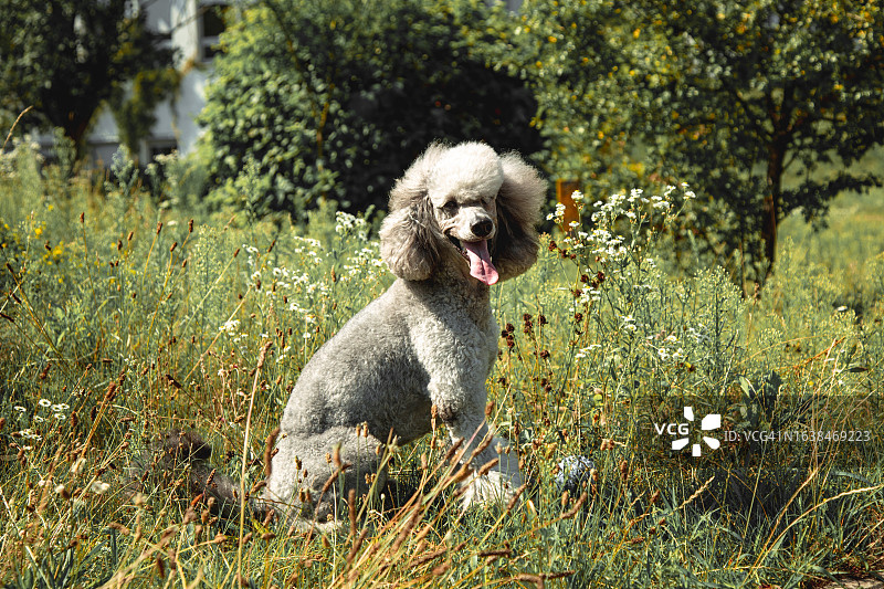 可爱的灰色贵宾犬在草地和灌木丛中图片素材