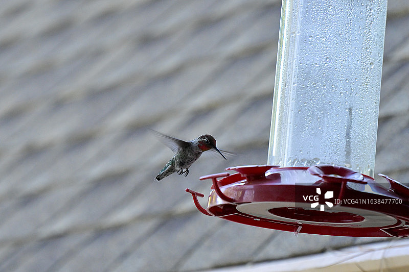 安娜的蜂鸟图片素材