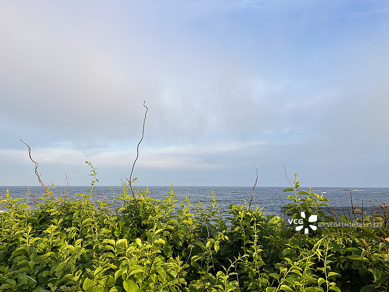 比德福德普尔悬崖边生长的缠绕植物，东角奥杜邦保护区图片素材