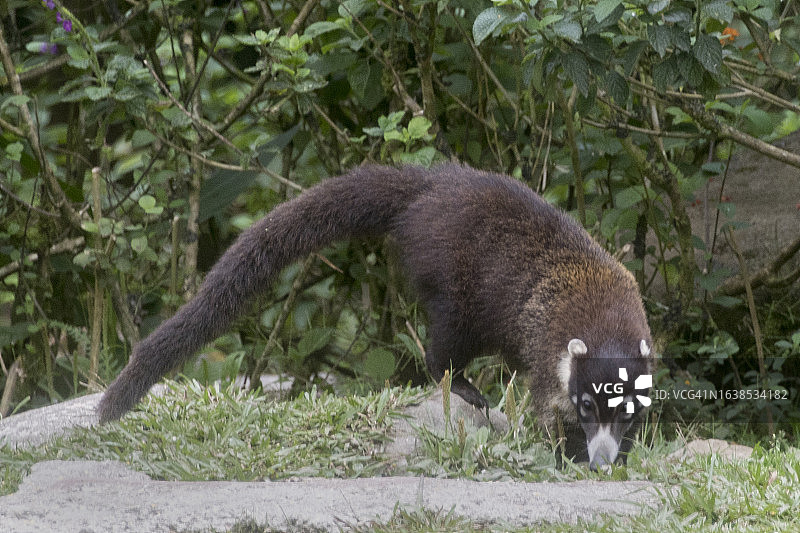 白鼻浣熊图片素材