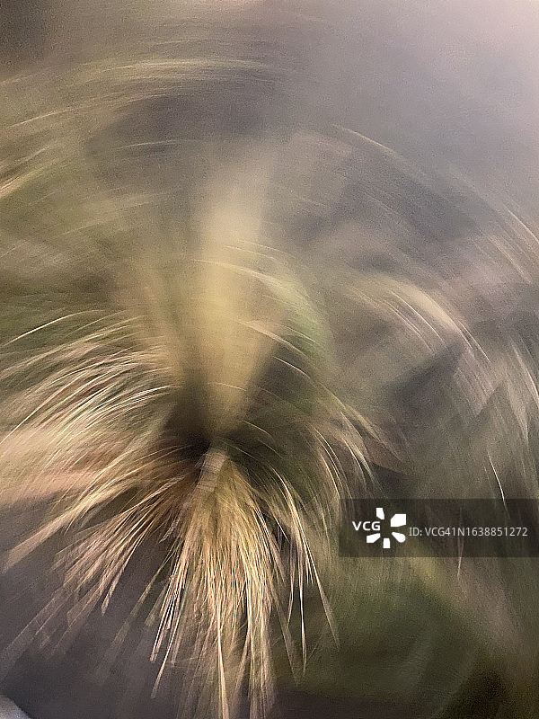 旋转的草图片素材