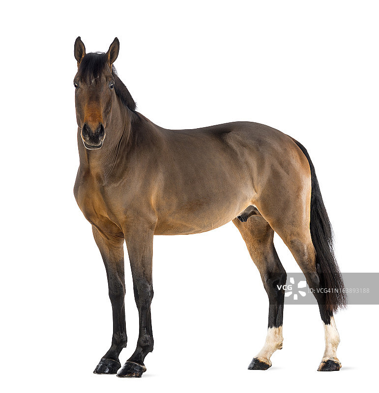 3岁的雄性比利时温血马图片素材