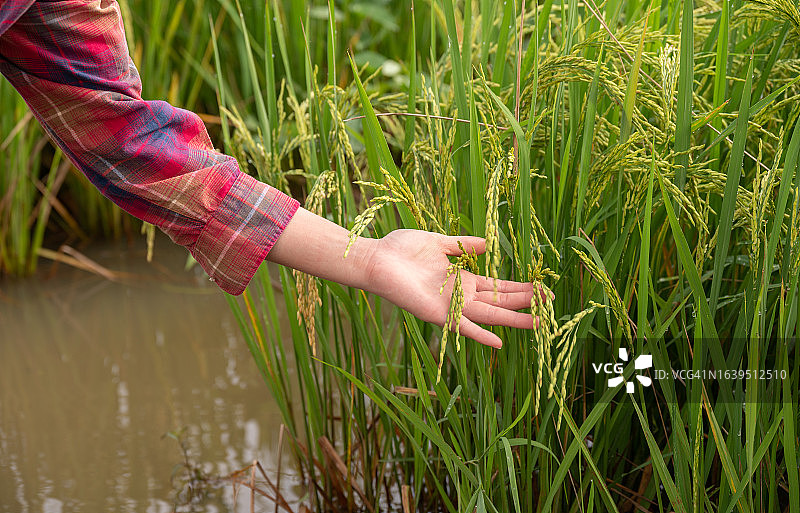 农民的手握住并触摸农业田中水稻（或亚洲稻）的种子图片素材
