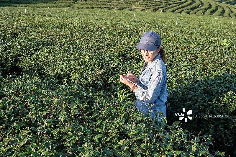 年轻的亚洲农民在泰国乡村茶园检查茶叶质量图片素材