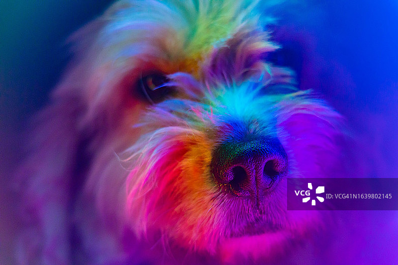 用彩色霓虹灯照亮的拉布拉多犬创意肖像图片素材