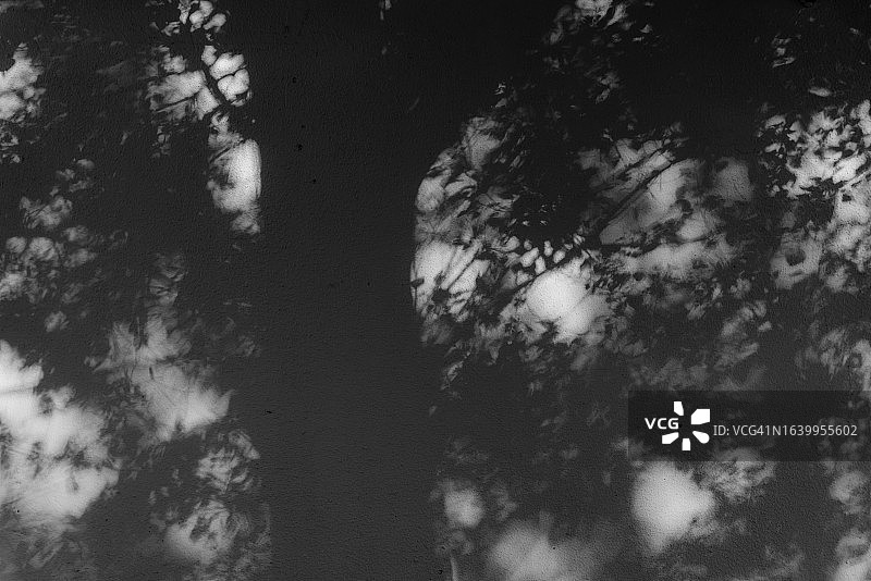 白色墙壁上的树枝阴影图片素材