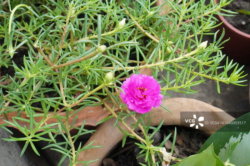 花园背景中盛开的日本玫瑰、苔藓玫瑰、太阳花图片素材