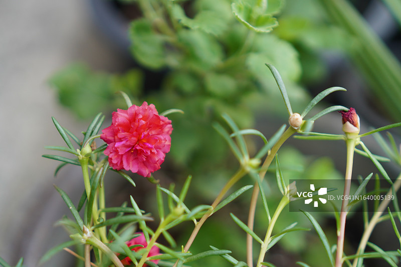 花园背景中盛开的日本玫瑰、苔藓玫瑰、太阳花图片素材