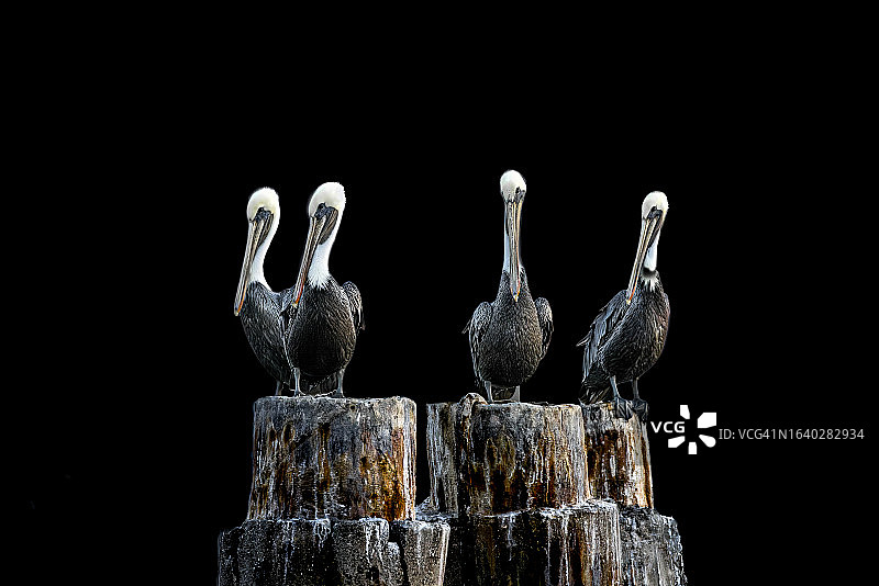 棕色鹈鹕图片素材