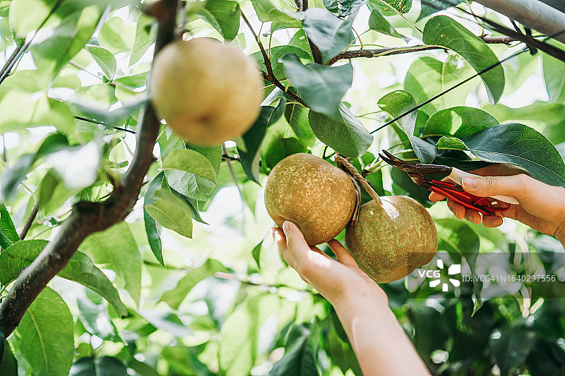 女人在果园里采摘新鲜有机梨的局部照。可持续生活方式，农业和自然图片素材