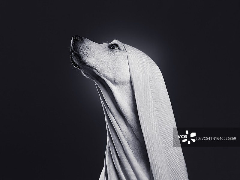 时尚宠物狗图片素材