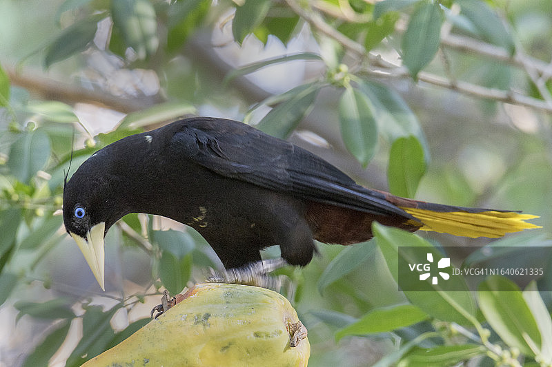 正在吃水果的凤头拟鹂图片素材
