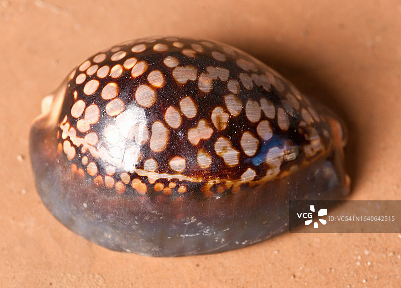 非洲海贝图片素材