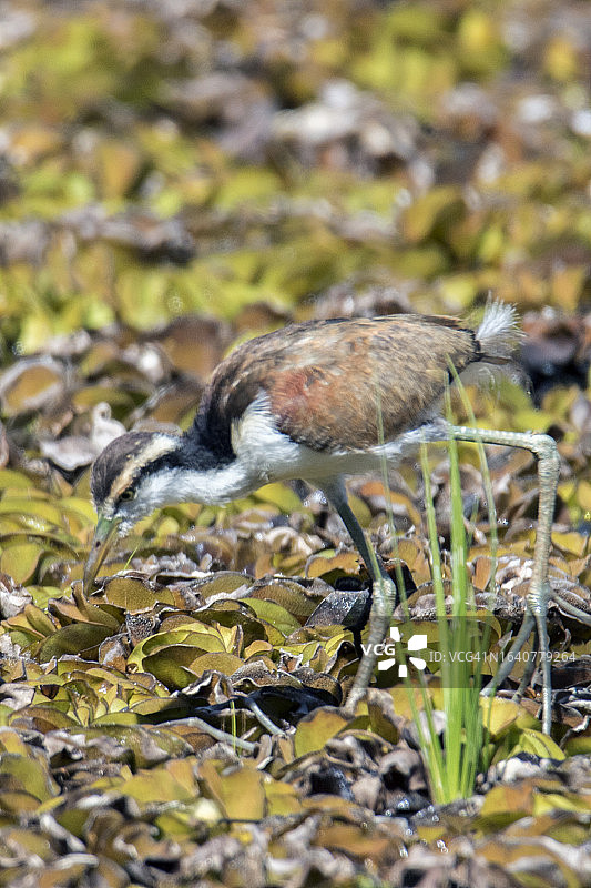 年轻的距瓣豆雉图片素材