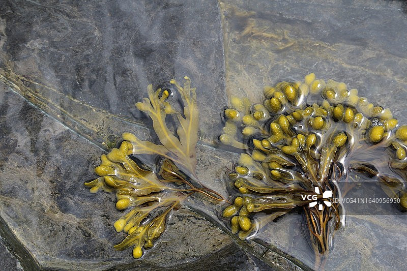 潮汐池中漂浮的海藻，奥杜邦保护区东点图片素材