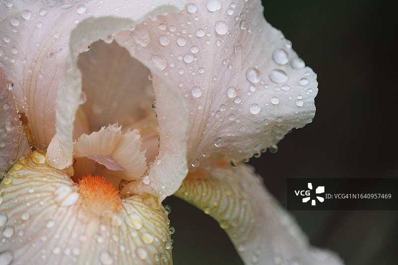 雨滴与鸢尾花图片素材