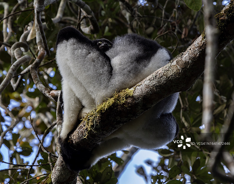 大狐猴与幼崽图片素材