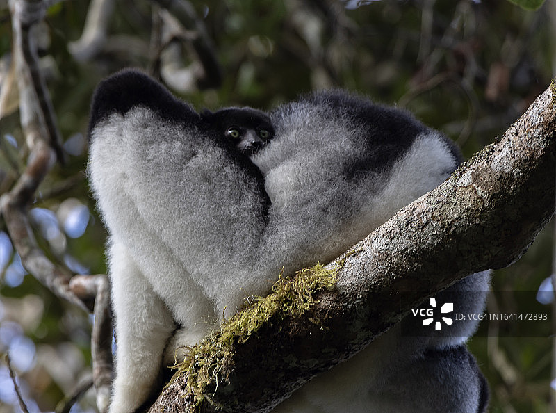 大狐猴与幼崽图片素材