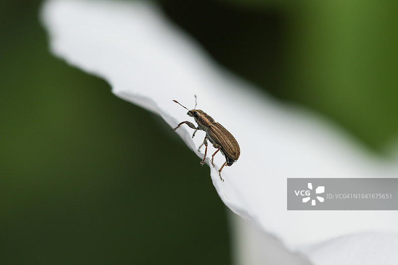 野花上的小象甲图片素材