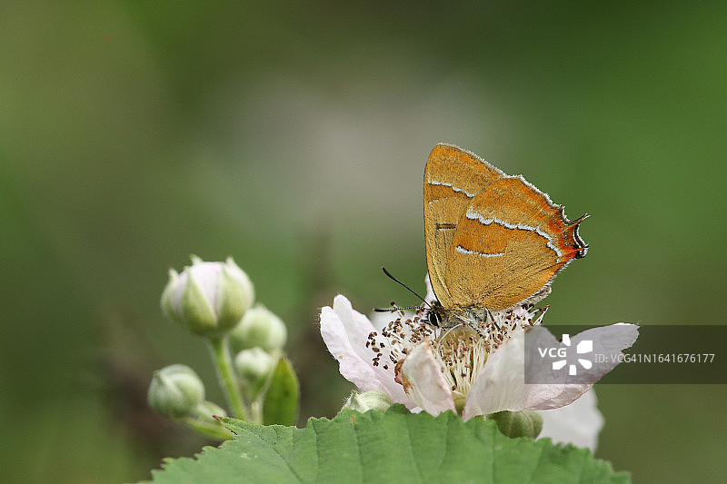稀有褐带灰蝶黑莓花采蜜图片素材