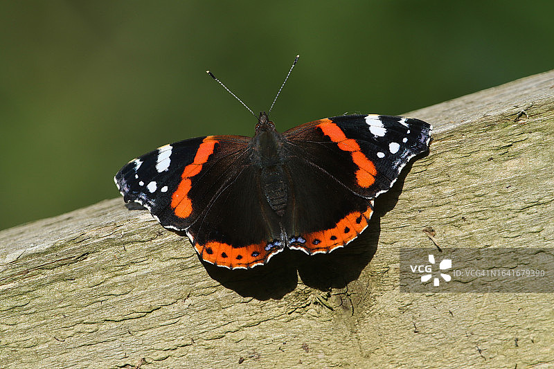 停留在木栅栏上的漂亮红 Admiral 蝴蝶，Vanessa atalanta图片素材