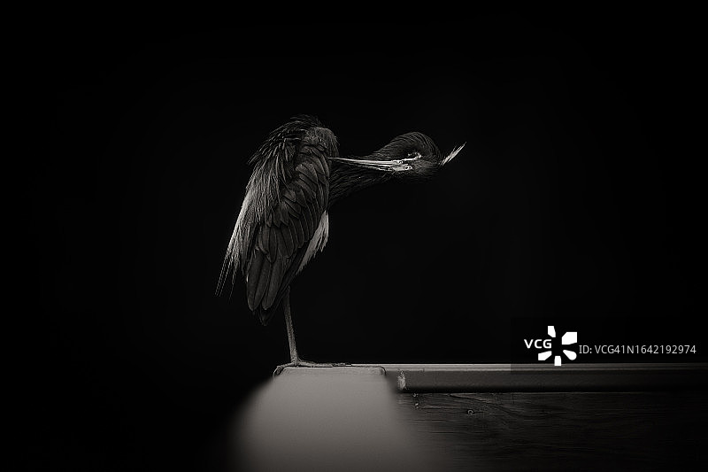 Blue Heron图片素材