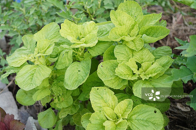 苋菜绿色蔬菜在花园中新鲜绽放，天然食物背景图片素材