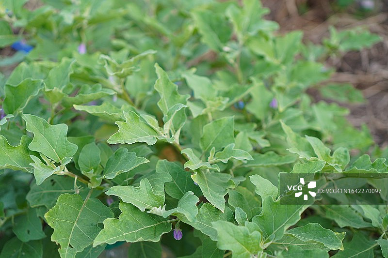 Solanum torvum，豌豆茄图片素材