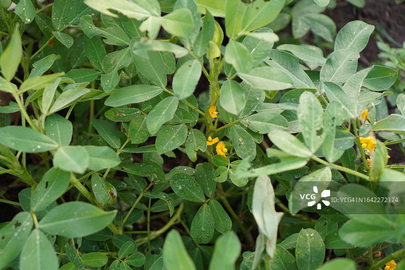 花生黄色花朵绿色叶子图片素材