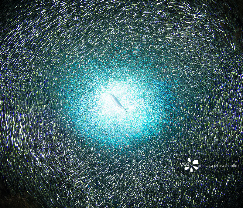 大量银汉鱼和Bar Jack鱼群图片素材