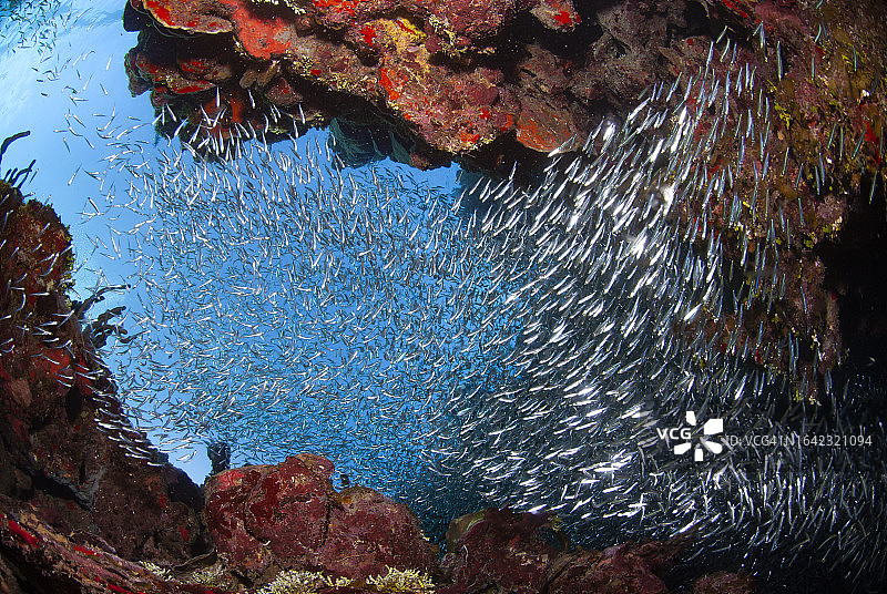 大量的银鱼群图片素材