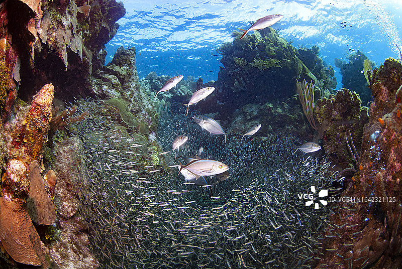 大量银汉鱼和Bar Jack鱼群图片素材