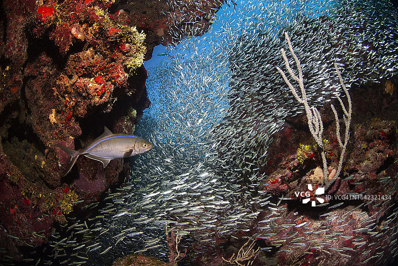 大量银汉鱼和Bar Jack鱼群图片素材