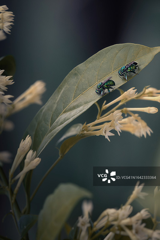 花园里的翠绿兰花蜂图片素材