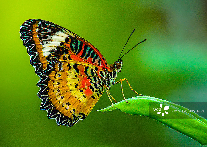 叶子上美丽的橙红色黄色蝴蝶图片素材