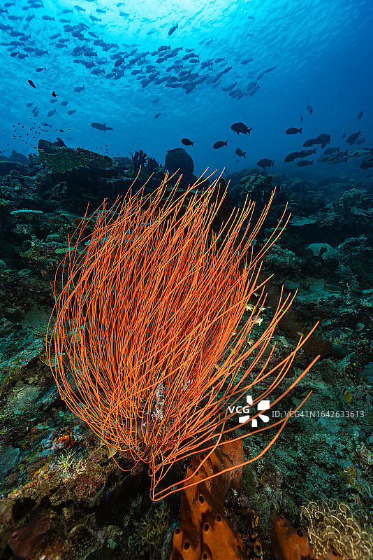 壮丽的珊瑚礁之美：努沙劳特岛的埃利塞拉鞭珊瑚，印度尼西亚图片素材