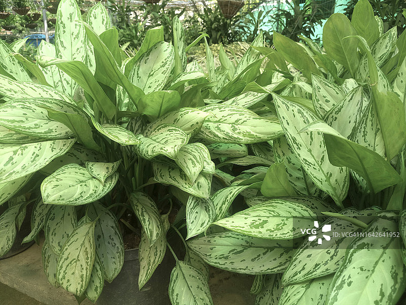 万年青图片素材