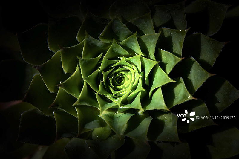 对称植物特写图片素材