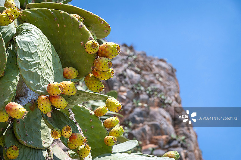 树上的带刺梨果图片素材