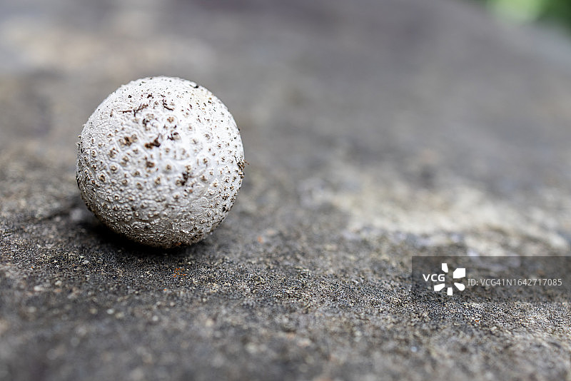 小白蘑菇图片素材