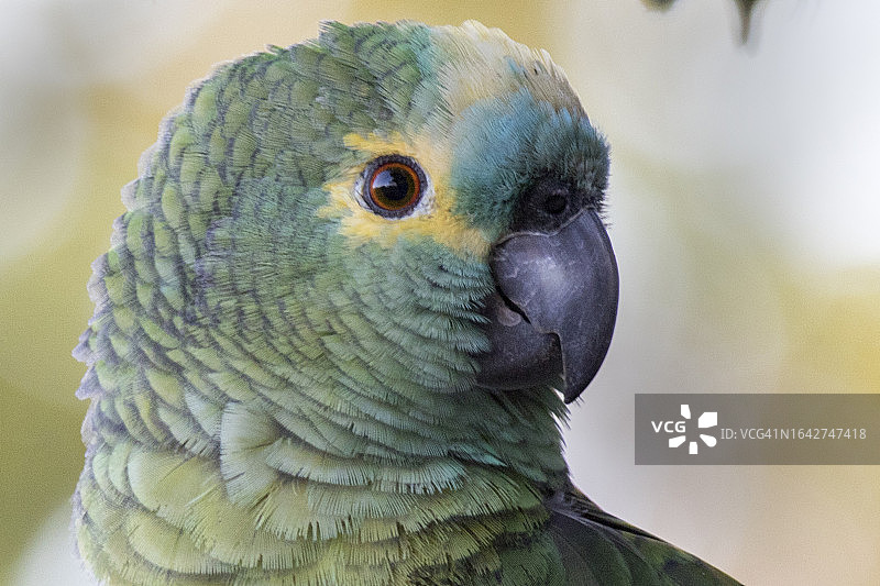 绿松石正面亚马逊鹦鹉特写图片素材