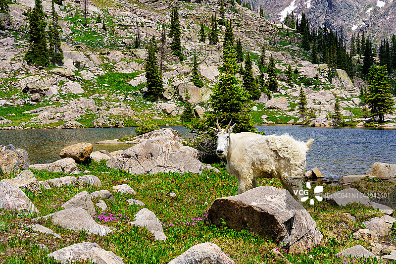 高山湖泊旁的山羊图片素材